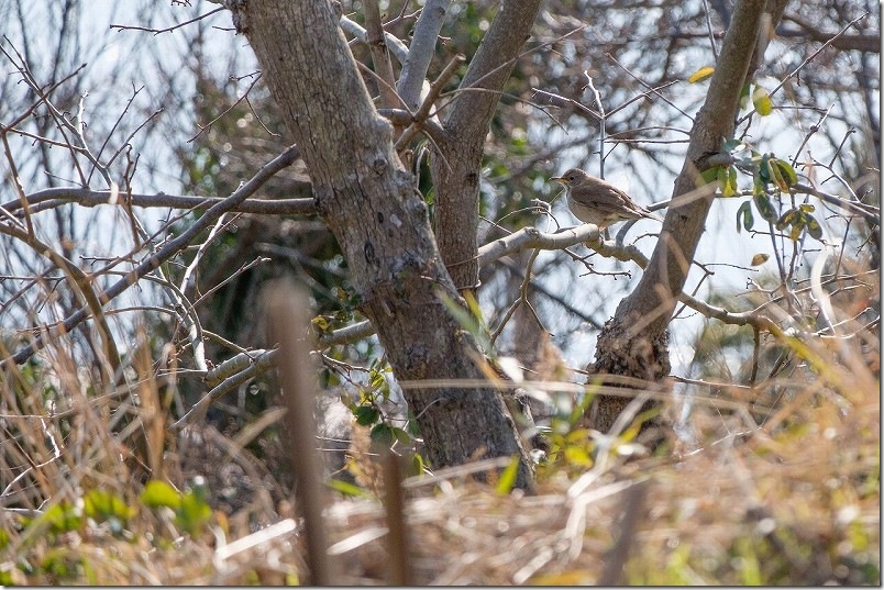 シロハラ 小富士梅林の野鳥を撮影