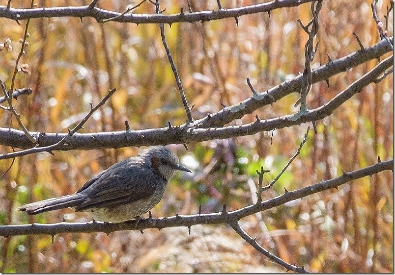 ヒヨドリ 小富士梅林の野鳥を撮影