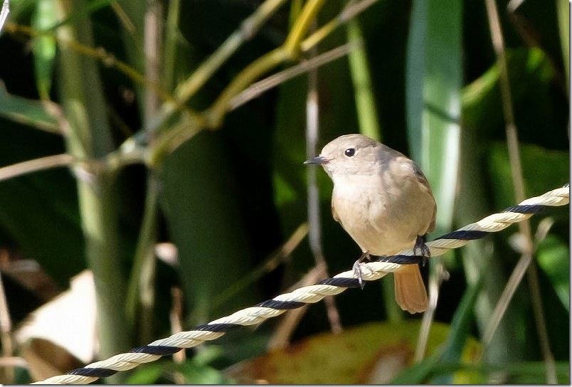 ジュウビタキ 小富士梅林の野鳥を撮影