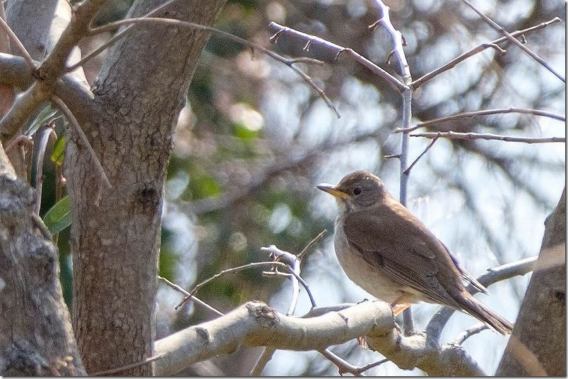 シロハラ 小富士梅林の野鳥を撮影