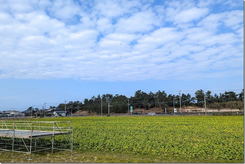 福ふくの里 菜の花 と 展望台 2025