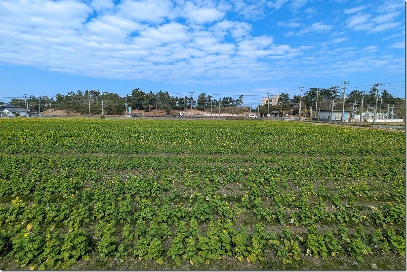 福ふくの里 菜の花 開花状況 2025年3月頭