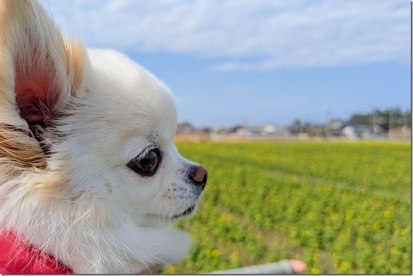 福ふくの里 菜の花 と 犬（チワワ）