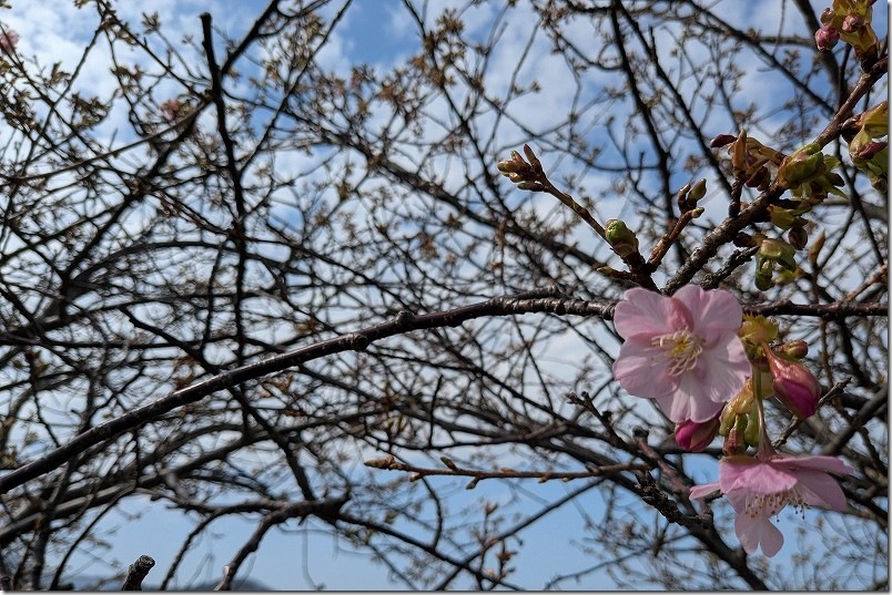 福ふくの里 河津桜 開花状況 2025