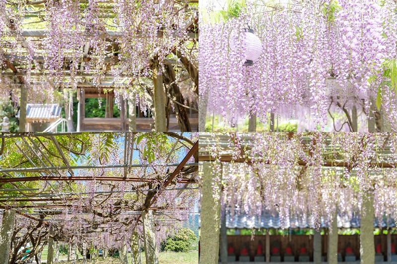 福岡糸島 藤棚のある神社【藤の花 スポット 8選】