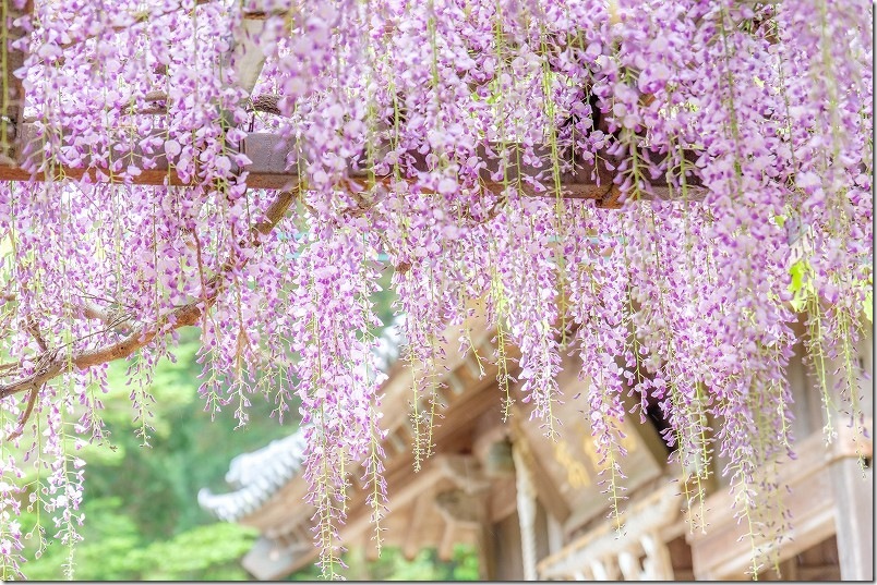 糸島 高祖神社の屋舎と藤