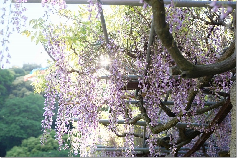宇美八幡宮の藤棚 開花状況 2025年4月末