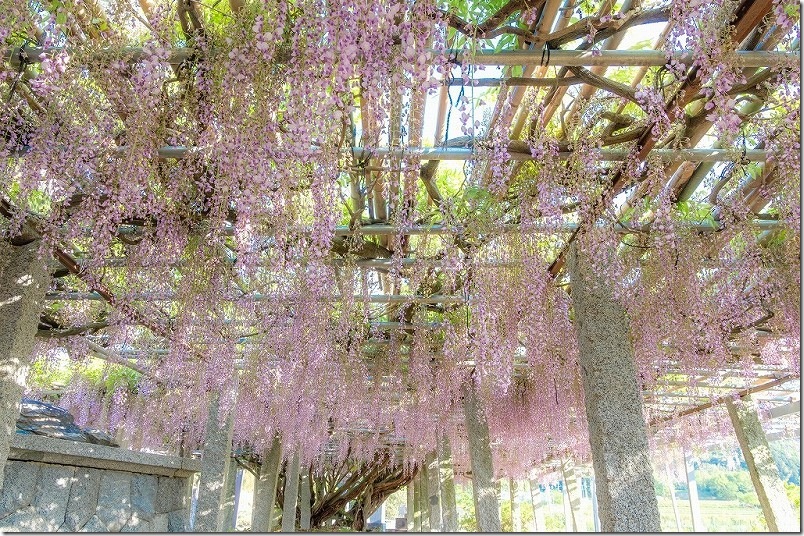 雉琴神社 藤棚 開花状況 2025年4末