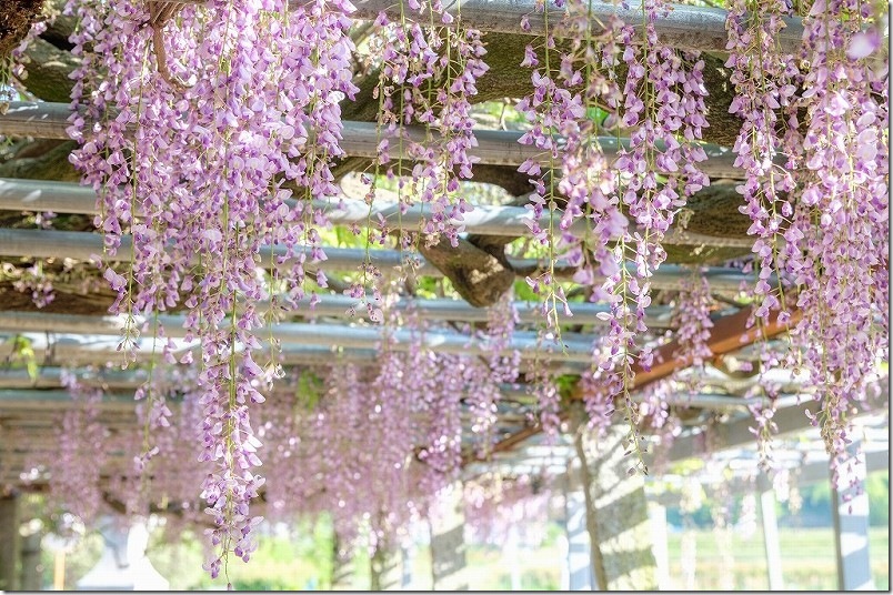 雉琴神社 藤棚 開花状況 2025年4末