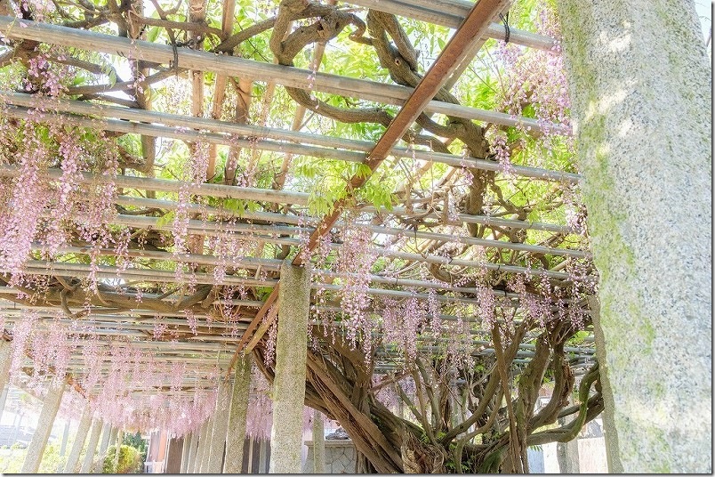 雉琴神社の藤棚 【開花状況 駐車場】（糸島市飯原）
