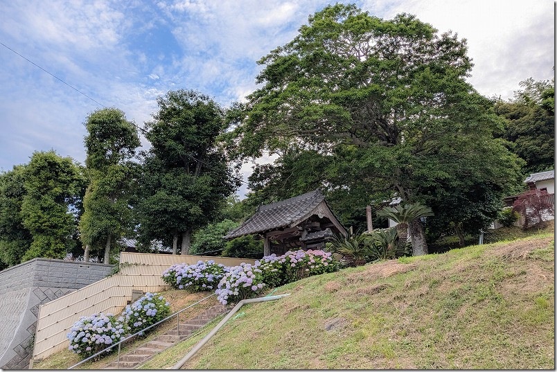 糸島　あじさい寺「ヲベタ清正公堂」 開花状況 2025年