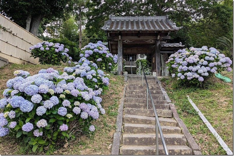 糸島　あじさい寺「ヲベタ清正公堂」 開花状況 2025年 6、７部咲き