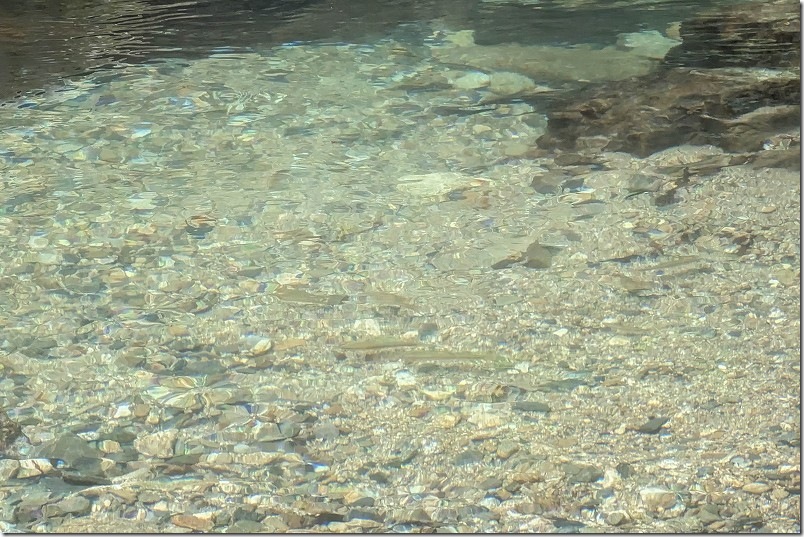 野河内渓谷の綺麗な水と魚