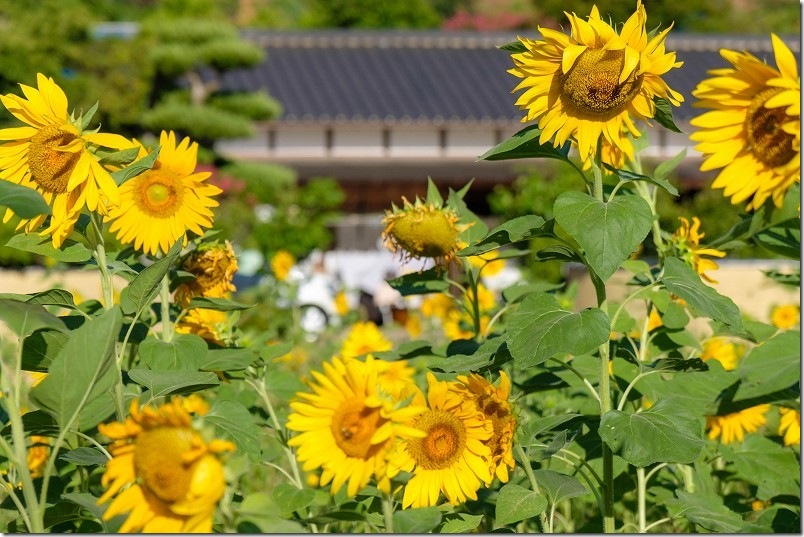 糸島 引津校区の「ひまわり畑」【開花状況 アクセス情報】
