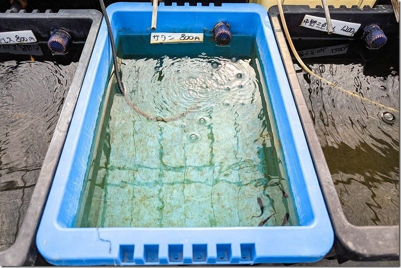 伊都めだか苑 真っ黒のサタンメダカを購入【オスメス指定可】