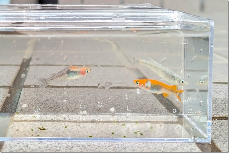 伊都めだか苑 ミックスメダカ【白ラメ系、オレンジ系、三色系】
