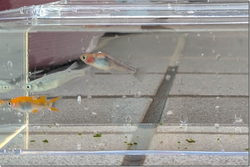 伊都めだか苑 ミックスメダカ【白ラメ系、オレンジ系、三色系】