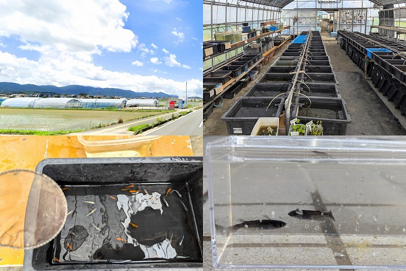 伊都めだか苑でミックスメダカと真っ黒のサタンメダカを購入【糸島市波多江】