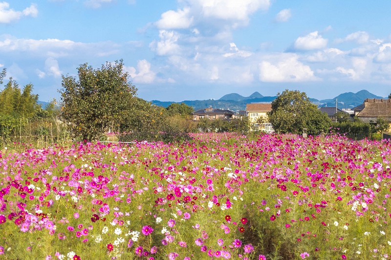 平原歴史公園のコスモス畑 開花状況（糸島市有田） 2025