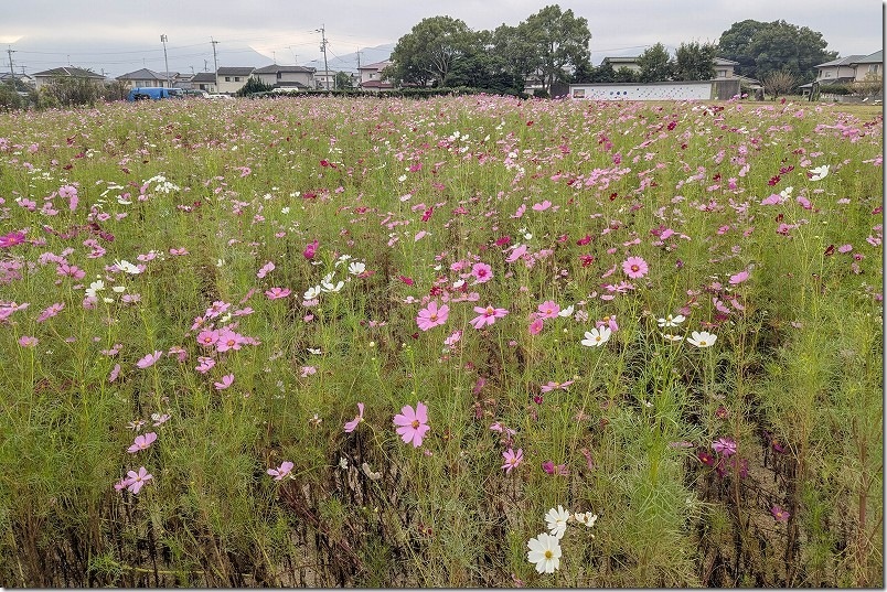 2025年 平原歴史公園のコスモス畑　開花状況(2025/10/12時点)