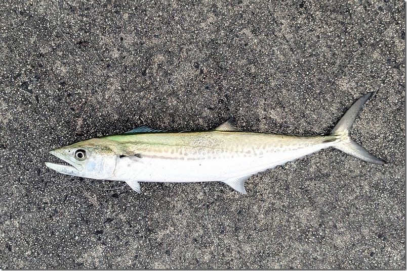 11月 糸島でルアーで釣れた魚 サゴシ 11月 糸島でルアーで釣れた魚 サゴシ