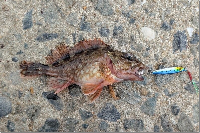 11月 糸島でルアーで釣れた魚 アイナメ 11月 糸島でルアーで釣れた魚 アイナメ