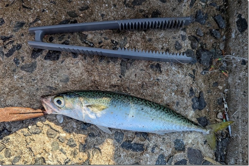 11月 糸島でサビキで釣れた魚 サバ 11月 糸島でサビキで釣れた魚 サバ