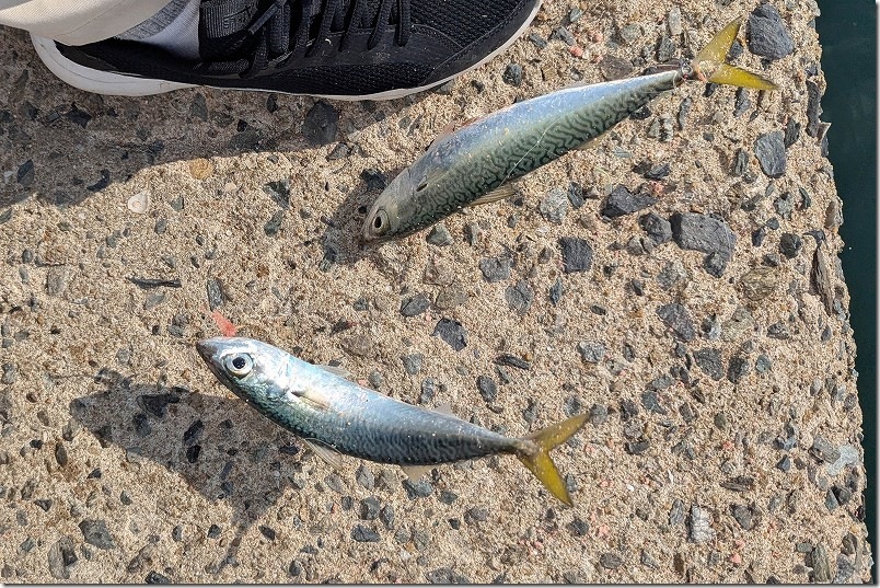 11月 糸島でサビキで釣れた魚 サバ 11月 糸島でサビキで釣れた魚 サバ