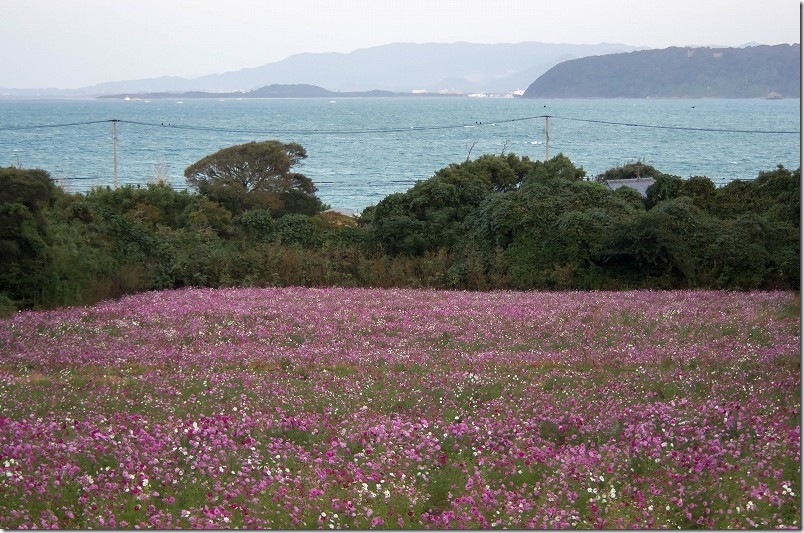 今津中田のコスモス畑開花状況 2025/11/06 満開 今津中田のコスモス畑開花状況 2025/11/06 満開