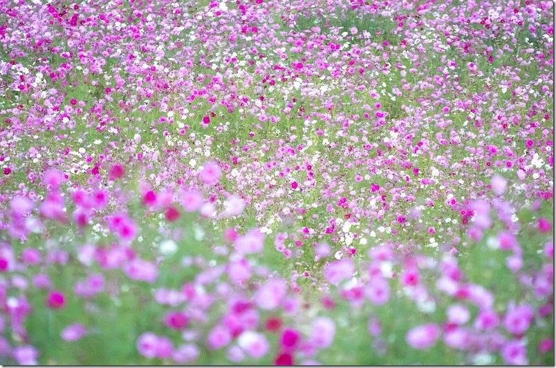 今津中田のコスモス畑開花状況 2025/11/06 満開 今津中田のコスモス畑開花状況 2025/11/06 満開