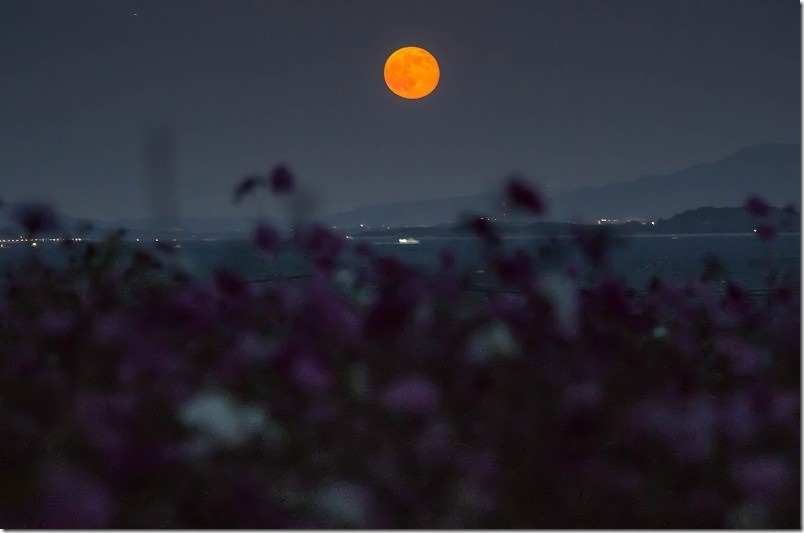 大きな満月とコスモスの花と船 大きな満月とコスモスの花と船