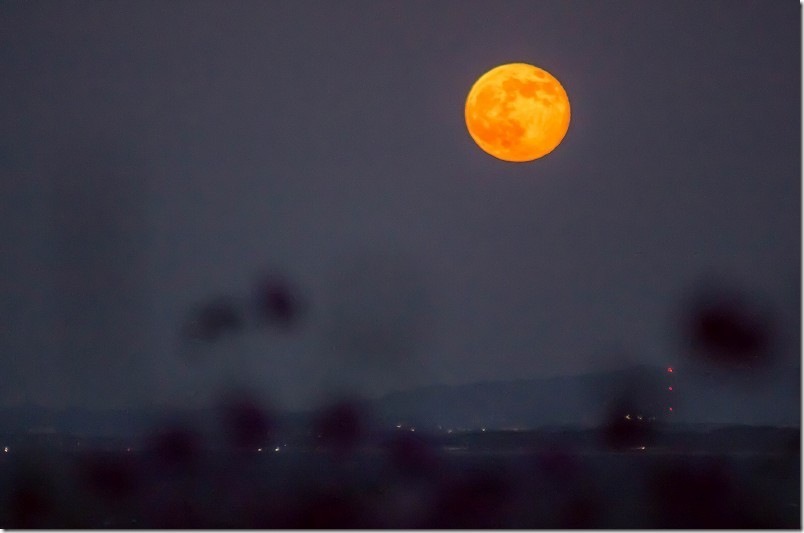 大きな満月とコスモスの花 スーパームーン 大きな満月とコスモスの花 スーパームーン