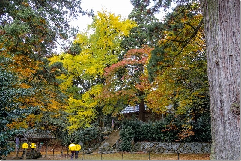 糸島 雷神社の紅葉 11月