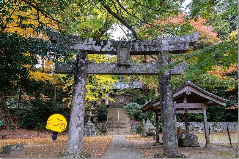 雷神社 樹齢900年の公孫樹（イチョウ）の紅葉【福岡県指定天然記念物】