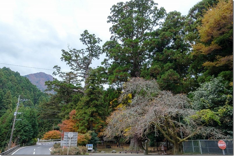 雷神社 樹齢900年の観音杉【福岡県指定天然記念物】