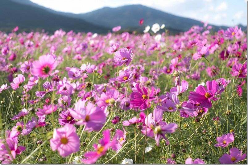 やよいの風公園のコスモス畑 開花状況 2025/11/1時点 ほぼ満開 やよいの風公園のコスモス畑 開花状況 2025/11/1時点 ほぼ満開