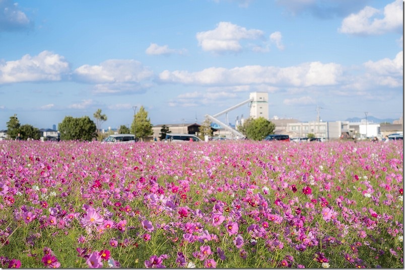 やよいの風公園のコスモス畑 開花状況 2025/11/1時点 ほぼ満開 やよいの風公園のコスモス畑 開花状況 2025/11/1時点 ほぼ満開