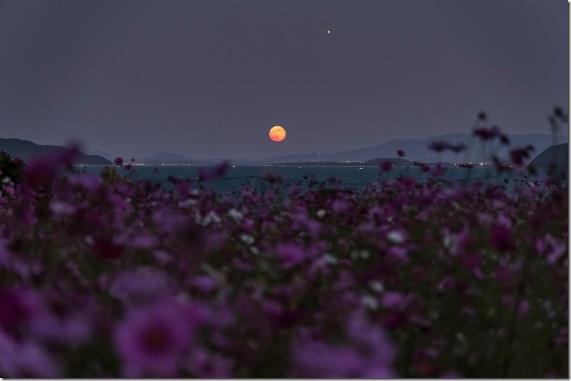 大きな満月とコスモスの花 大きな満月とコスモスの花