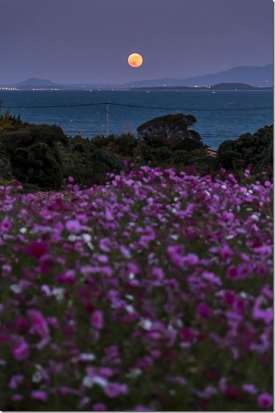 今津中田のコスモス畑と満月【コスモスの花と月と海】 今津中田のコスモス畑と満月【コスモスの花と月と海】