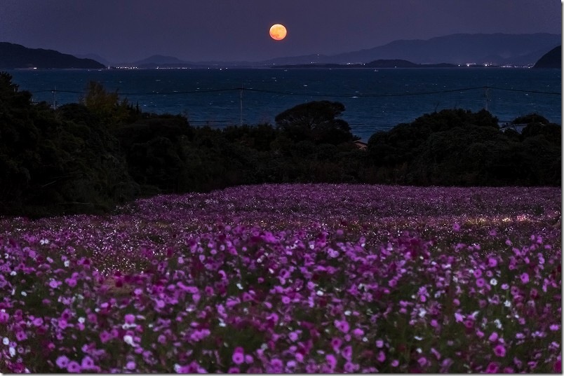今津中田のコスモス畑と満月【コスモスの花と月と海】 今津中田のコスモス畑と満月【コスモスの花と月と海】