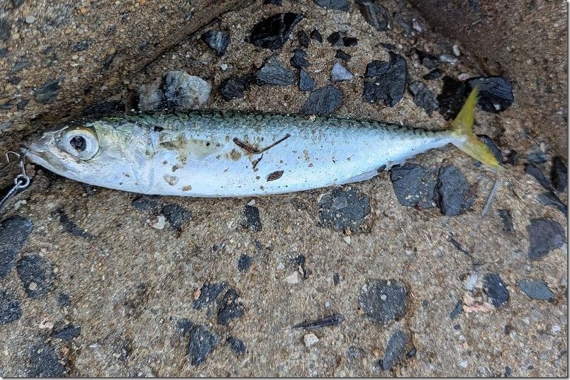 11月 糸島でルアーで釣れた魚 サバ 11月 糸島でルアーで釣れた魚 サバ